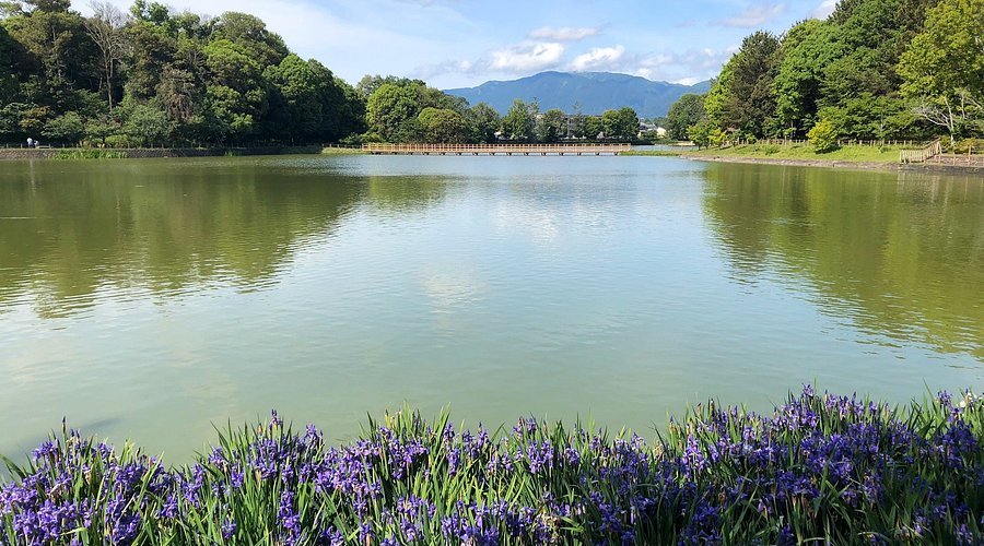 ⛩️ 가시하라 신궁(가시하라 진구) 이미지 8